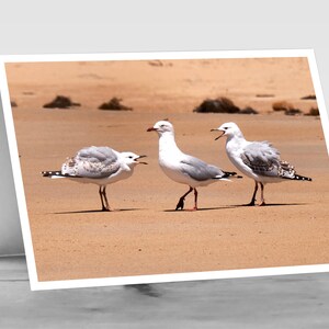 Salutation drôle : querelle de famille de volaille ! Carte photo vierge, humoristique : trois mouettes se disputant, un sourire garanti.