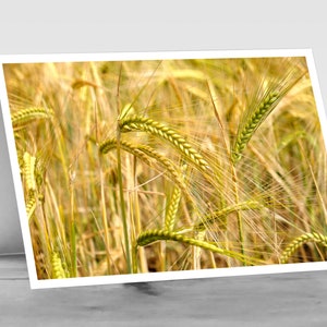Charme country: cartão de felicitações com foto A6 do campo de colheita de CEVADA - perfeito para o Dia de Ação de Graças ou decoração de casa de fazenda"
