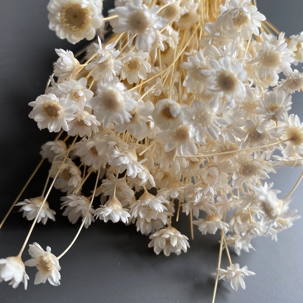 Dried Star Flowers Etsy UK