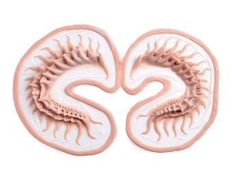 Mermaid Brow / Silicone prosthetic / Halloween prosthetic / MonsterFX / Latex free / SFX Makeup / Mermaid cosplay / Mermaid gills / Horns