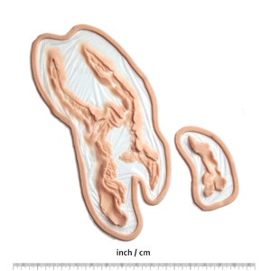 以下が含まれることがあります： シリコン製のリアルなフェイク傷2つ。1つは大きく、もう1つは小さい。傷は白い背景に、スケール用の定規が置かれている。