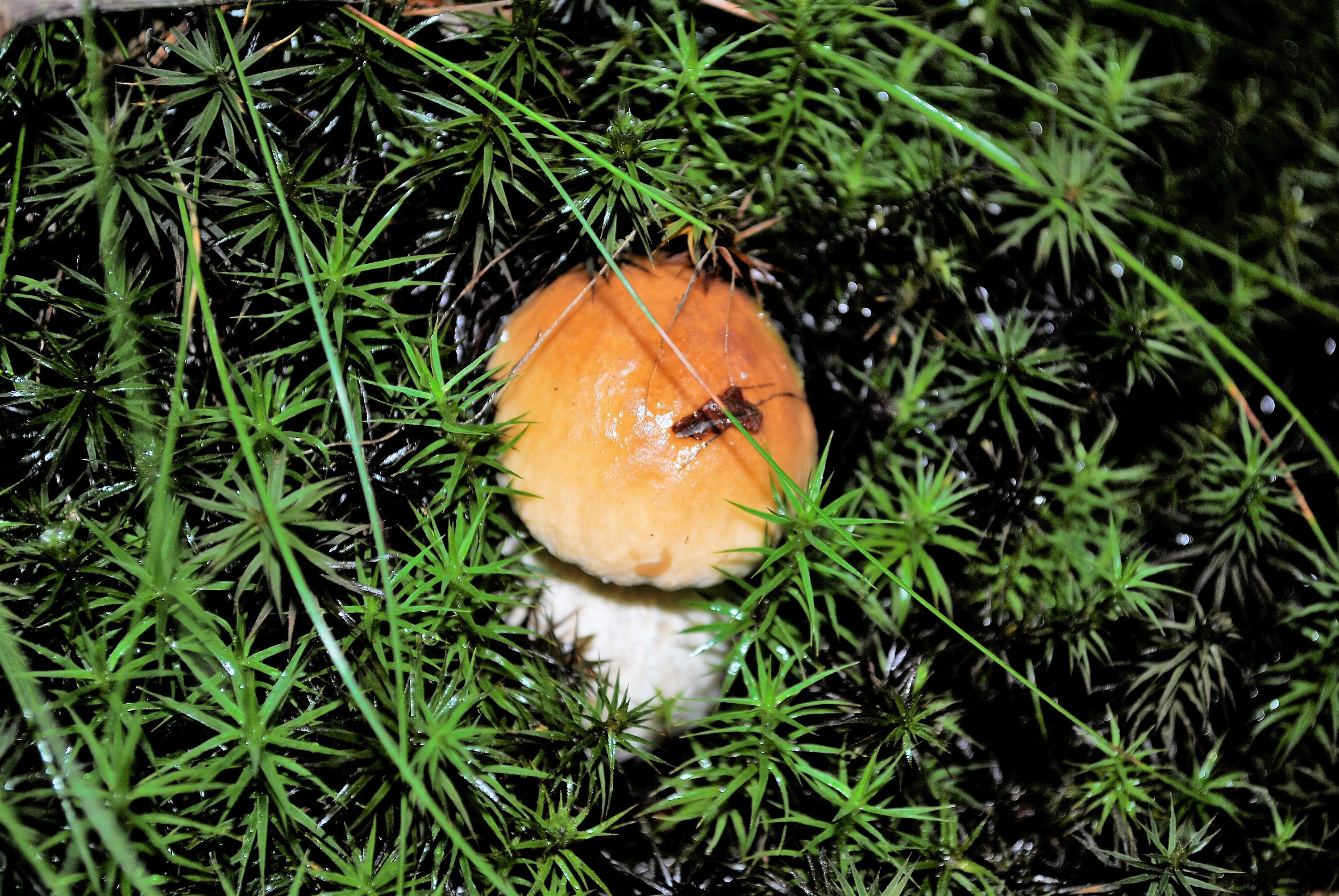Porcini Mushrooms, Dried 50g, Yellow Boletuses, No Shipping Costs Etsy