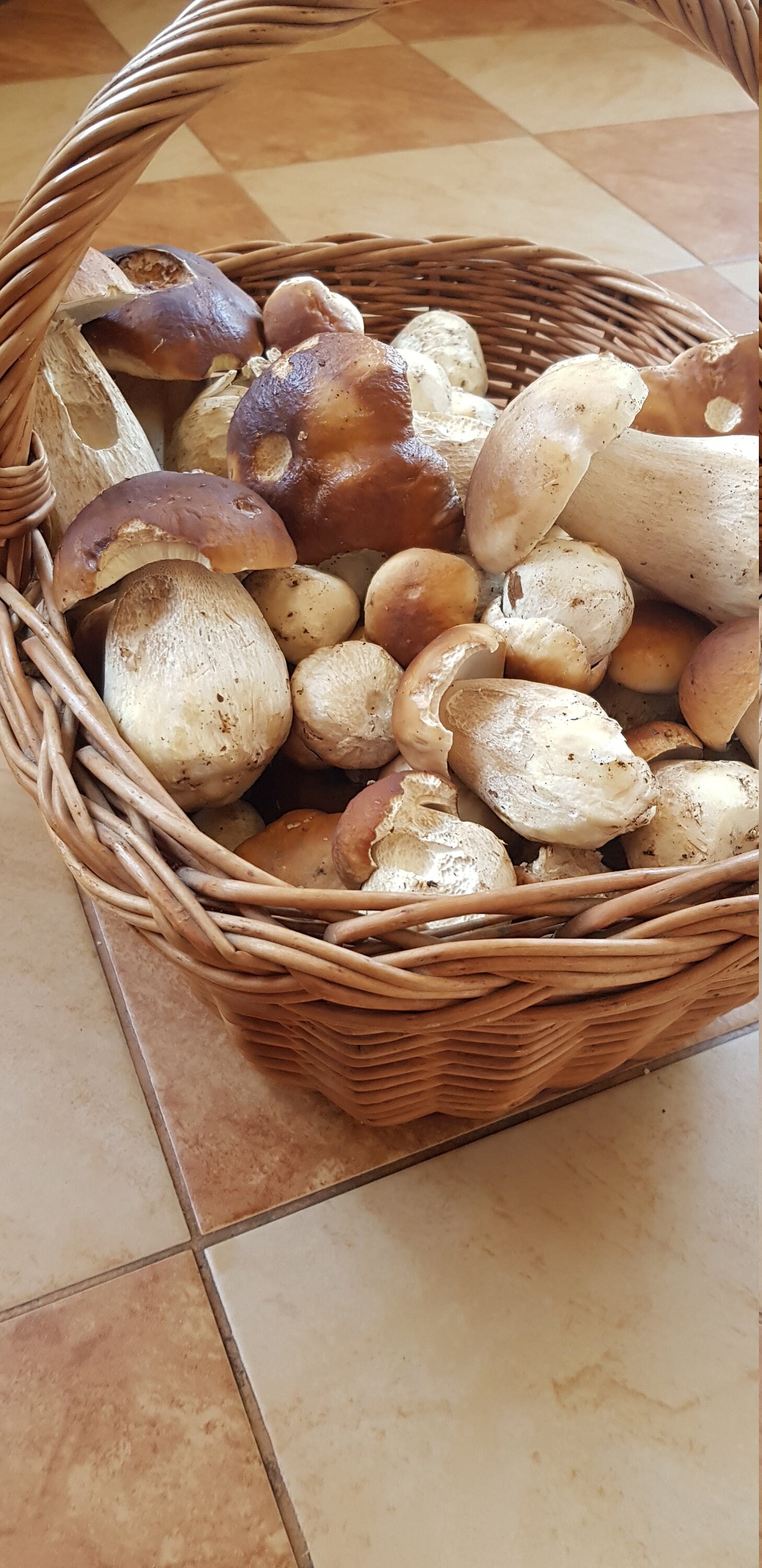 Porcini Mushrooms, Dried 50g, Yellow Boletuses, No Shipping Costs Etsy