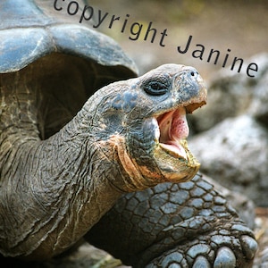 Galapagos Turtle