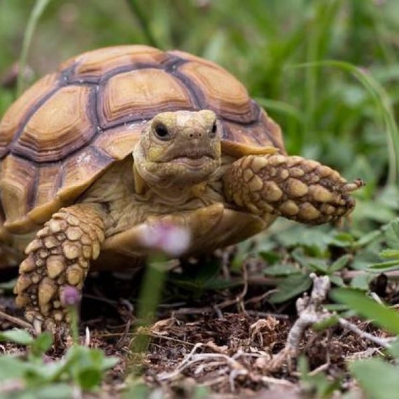 bowser turtle sweater