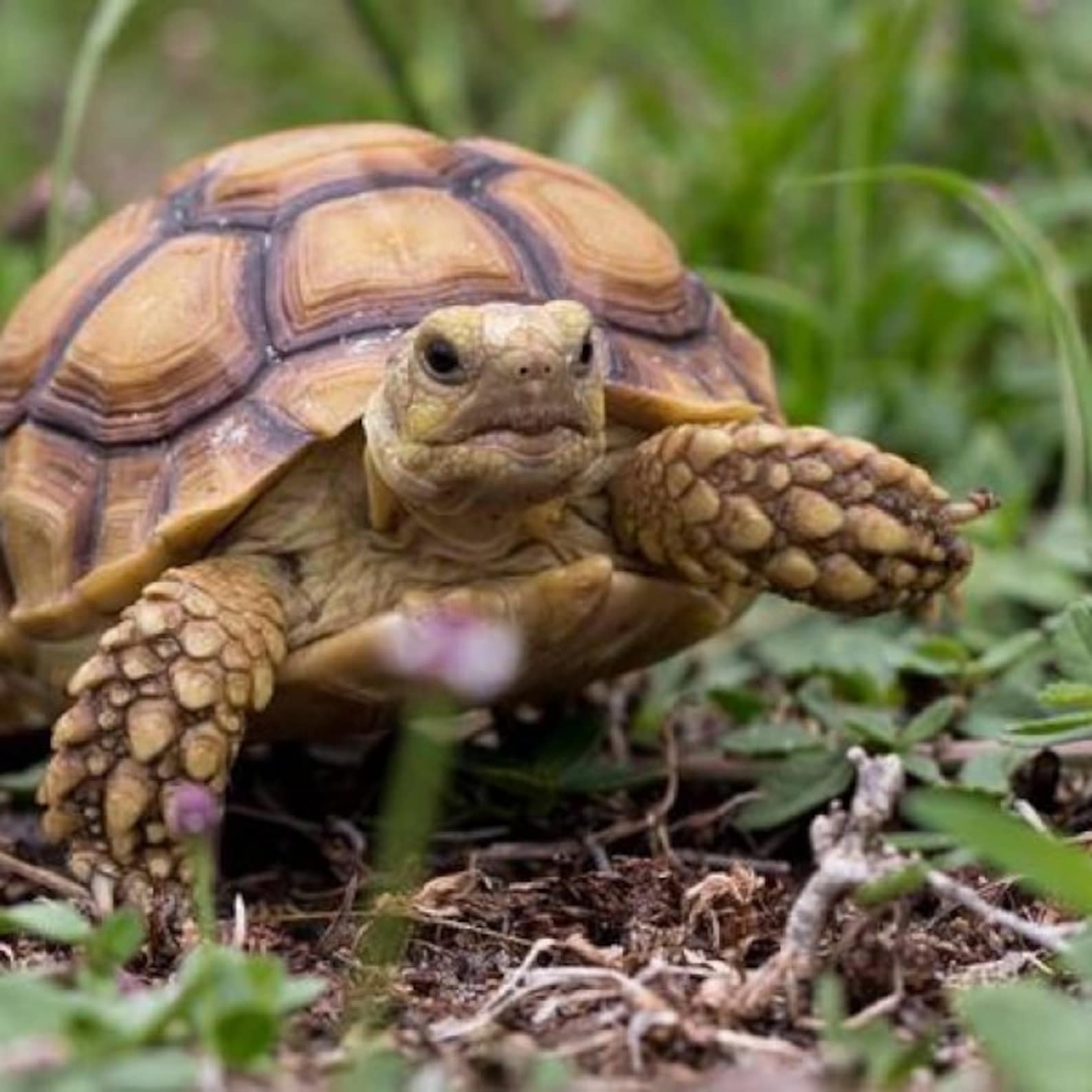 Tortoise Cozy Pizza Lover Design Pet Reptile Fancy Dress Etsy