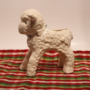Witte lamsplanter, sappige lamsplanter,