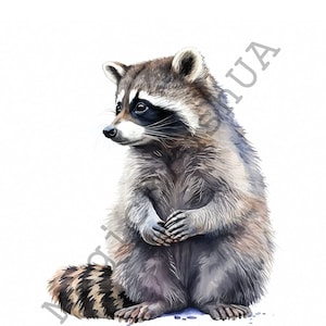 Raccoon 13 Portraits set, Raccoon Clipart, Utilisation commerciale, Téléchargement numérique, Autocollants, Portrait aquarelle, Raccoon Art, Aquarelle Raccoon