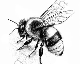 Bee Coloring Page 8 Portraits set, Bee Clipart, Commercial, Bee Coloring Page Bundle, Digital download, SVG stickers, Watercolor portrait