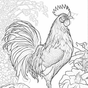 Chickens Coloring Page 13 Portraits set, Page SVG, Commercial Use, Page Art, Digital download, SVG stickers, Chickens Art