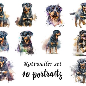 Rottweiler Portraits set, Rottweiler Clipart, Commercial Use, Rottweiler Bundle, Digital download, SVG stickers, Watercolor portrait