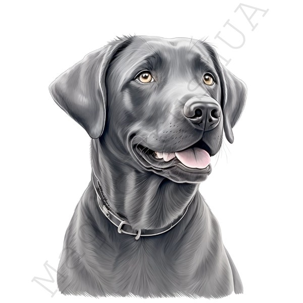 Labrador Retriever Silver 7 Portraits Bundle, Dog Portraits set, Gray Labrador, Digital download, Commercial Use, Labrador Clipart, Vector