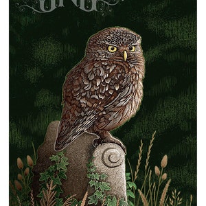 Little Owl