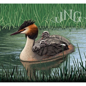 Great Crested Grebe and Chicks