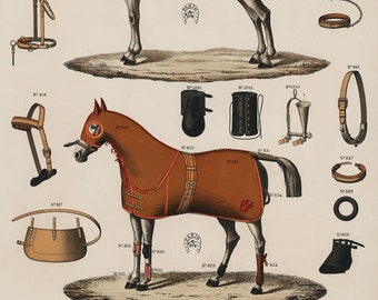 Vintage French Horse Catalog Print Download Equestrian Wall Art Antique Printable Artwork Digital Download Equestrian Home Decor Horse Gift