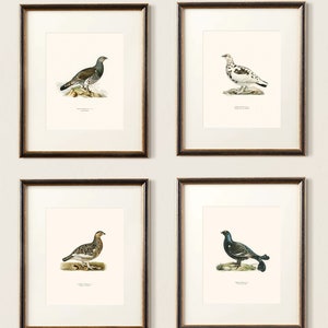 Vintage Bird Hunting Print Set, Game Bird Wall Art, Pheasant Lithograph, Hunting Prints, Old Money Style, Masculine Office Southern Decor