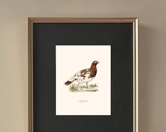 Vintage Bird Hunting Gallery Wall Print Set of 6, Game Bird Wall Art, Large Bird Print, Hunting Prints, Masculine Home Decor, Pheasant Bird