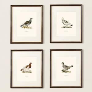 May include: Four framed illustrations of different types of grouse birds. Each illustration is in a gold frame and features a white background with a detailed drawing of a grouse bird.