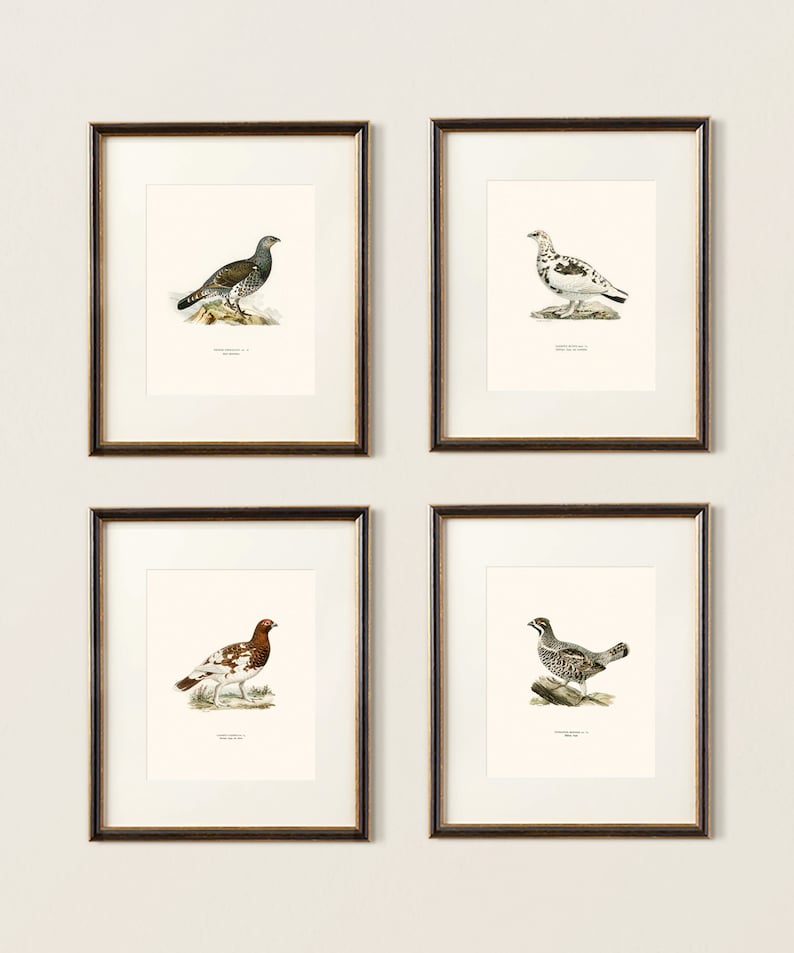 May include: Four framed illustrations of different types of grouse birds. Each illustration is in a gold frame and features a white background with a detailed drawing of a grouse bird.