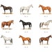 Custom Horse Stationery Template Personalized Equestrian Thank You ...