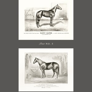 May include: Two black and white illustrations of horses. The first image shows a horse named "Nancy Hanes" with the text "The Grand Young Trotting Mare" and "Print No. 5". The second image shows a horse named "Woodford Mambrino" with the text "The Celebrated Trotting Stallion" and "Print No. 6".