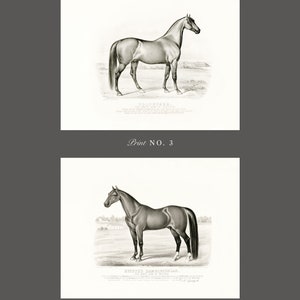 May include: Two black and white illustrations of horses. The first horse is named "Volunteer" and the second horse is named "Messenger Hambletonian, The Great Sire of Trotters".