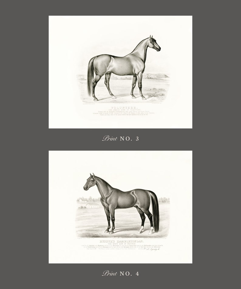May include: Two black and white illustrations of horses. The first horse is named "Volunteer" and the second horse is named "Messenger Hambletonian, The Great Sire of Trotters".
