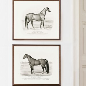 Vintage black and white horse lithograph print set