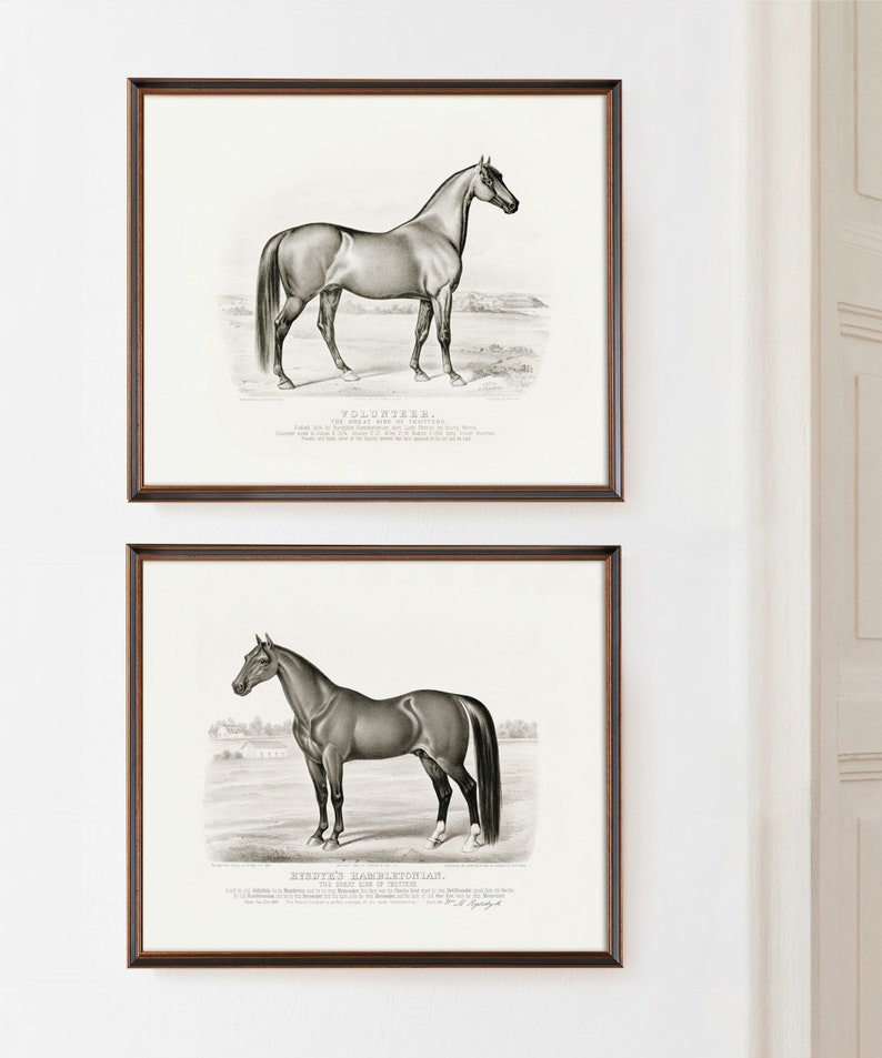 Vintage black and white horse lithograph print set
