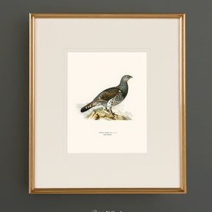 May include: A vintage illustration of a black and green bird with brown markings, perched on a rock. The bird is facing right and has a long tail. The illustration is framed in gold and has the text "TETRAO UROGALLUS - 8" and "Bird Galleries" printed below the image.