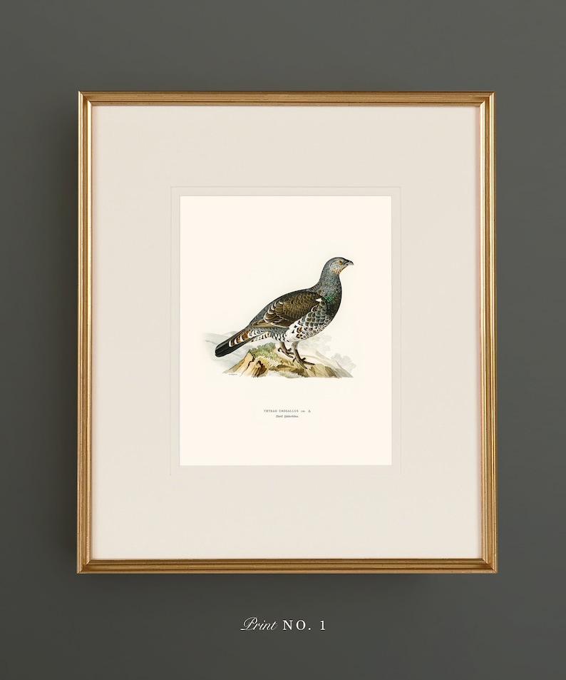 May include: A vintage illustration of a black and green bird with brown markings, perched on a rock. The bird is facing right and has a long tail. The illustration is framed in gold and has the text "TETRAO UROGALLUS - 8" and "Bird Galleries" printed below the image.