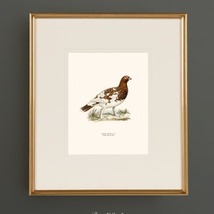 May include: A vintage illustration of a white-tailed ptarmigan, a type of grouse, with brown and white markings. The bird is standing on a grassy patch with a few flowers. The illustration is framed in a gold frame with a white mat.