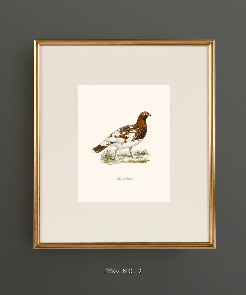 May include: A vintage illustration of a white-tailed ptarmigan, a type of grouse, with brown and white markings. The bird is standing on a grassy patch with a few flowers. The illustration is framed in a gold frame with a white mat.