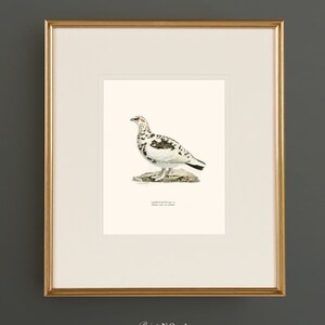 May include: A framed print of a white and brown bird with a red eye, standing on a rock. The print is titled "Lagopus mutus var. " and has the text "Oviparous, Legs and toes feathered". The print is labeled "Print No. 4".
