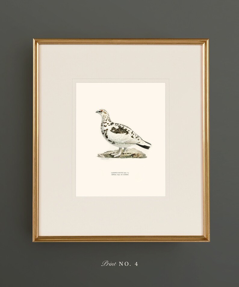 May include: A framed print of a white and brown bird with a red eye, standing on a rock. The print is titled "Lagopus mutus var. " and has the text "Oviparous, Legs and toes feathered". The print is labeled "Print No. 4".