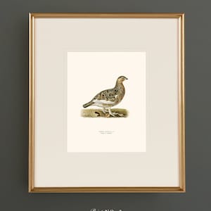 May include: A framed print of a detailed illustration of a brown and white bird with a black head and a long, pointed beak. The bird is standing on a green patch of grass. The print is titled "Lagopus Lagopus in its Summer Plumage" and is labeled "Print No. 2".