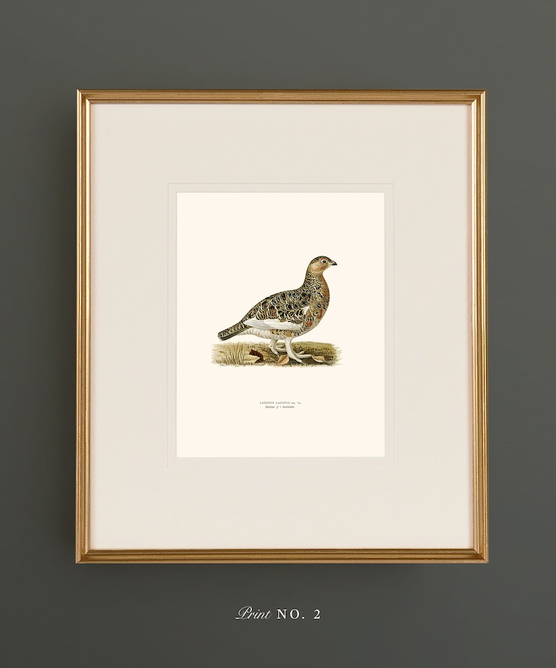 May include: A framed print of a detailed illustration of a brown and white bird with a black head and a long, pointed beak. The bird is standing on a green patch of grass. The print is titled "Lagopus Lagopus in its Summer Plumage" and is labeled "Print No. 2".