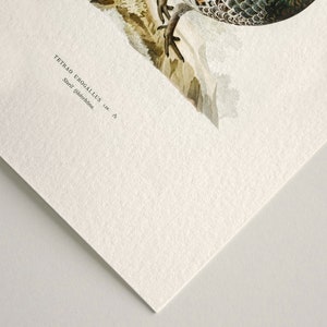May include: A vintage illustration of a bird with brown, white, and green feathers. The bird is perched on a rock with a green plant in the background. The text "TETRAO UROGALLUS LIN. 13" is printed below the bird.