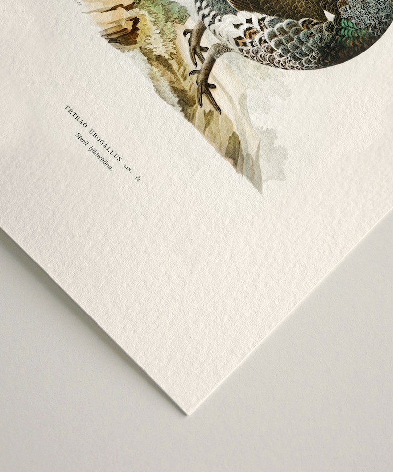 May include: A vintage illustration of a bird with brown, white, and green feathers. The bird is perched on a rock with a green plant in the background. The text "TETRAO UROGALLUS LIN. 13" is printed below the bird.