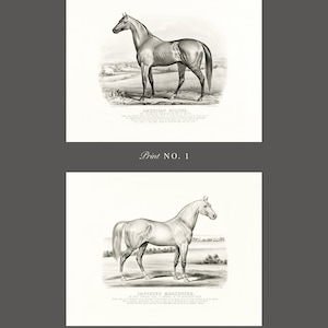 May include: Two black and white illustrations of horses. The first image is of a horse named "American Eclipse" and the second image is of a horse named "Imported Messenger".