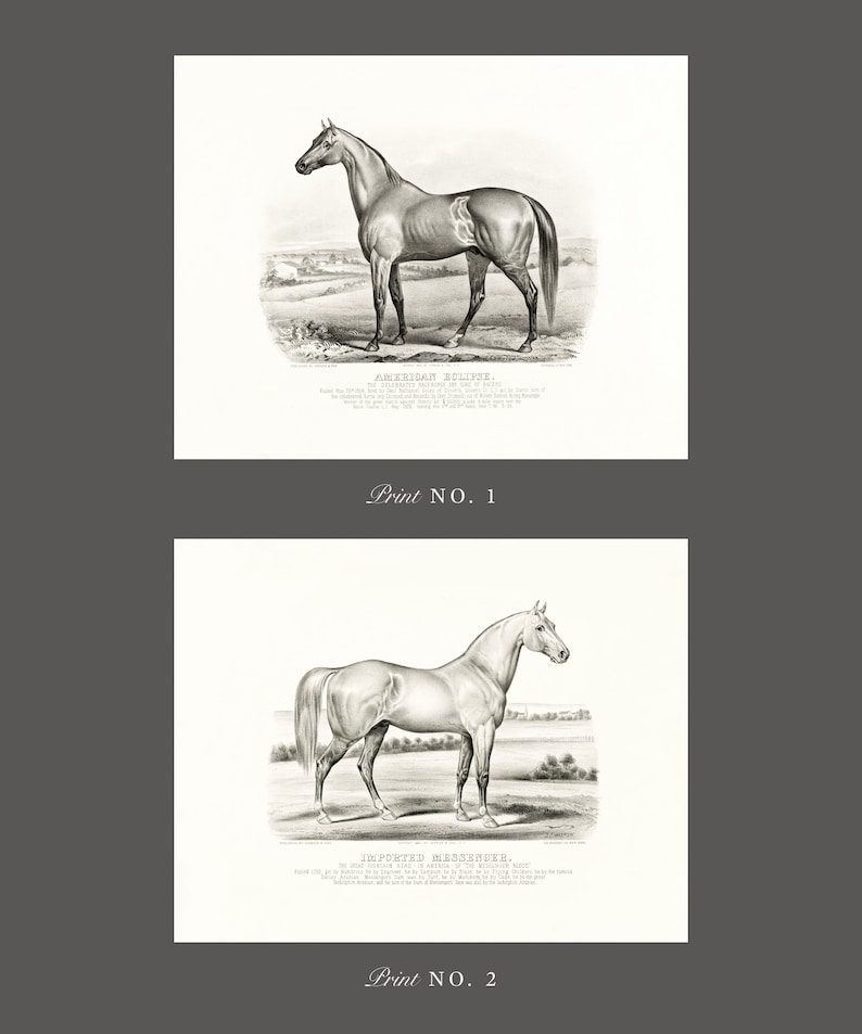 May include: Two black and white illustrations of horses. The first image is of a horse named "American Eclipse" and the second image is of a horse named "Imported Messenger".