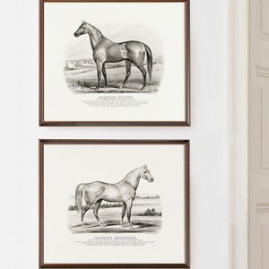 Vintage black and white horse lithograph print set