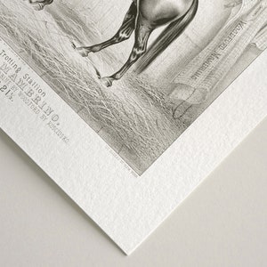 Vintage black and white horse lithograph print paper texture