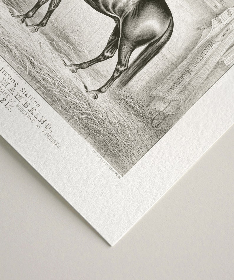 Vintage black and white horse lithograph print paper texture