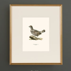 May include: A framed print of a detailed illustration of a Ruffed Grouse, a bird with brown and white feathers, standing on a branch. The print is titled "Ruffed Grouse" and has the text "Drawn from Nature" below the title.