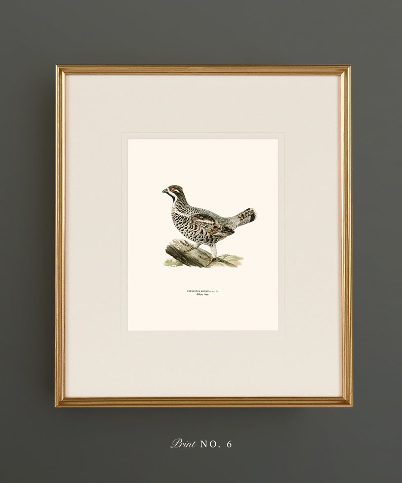 May include: A framed print of a detailed illustration of a Ruffed Grouse, a bird with brown and white feathers, standing on a branch. The print is titled "Ruffed Grouse" and has the text "Drawn from Nature" below the title.