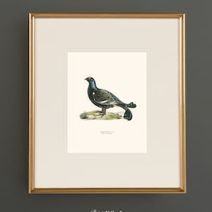 May include: A vintage illustration of a black grouse bird with a white chest and a black tail. The bird is standing on a small patch of green grass. The illustration is framed in a gold frame and has the text "Print No. 5" below the image.