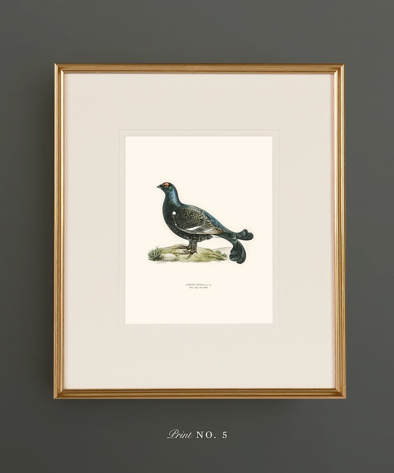 May include: A vintage illustration of a black grouse bird with a white chest and a black tail. The bird is standing on a small patch of green grass. The illustration is framed in a gold frame and has the text "Print No. 5" below the image.