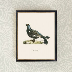 May include: A vintage illustration of a black grouse bird with a white stripe on its chest, perched on a rock with green grass. The illustration is framed in black with a gold trim. The text below the bird reads "Lyurus Tetrix, m."