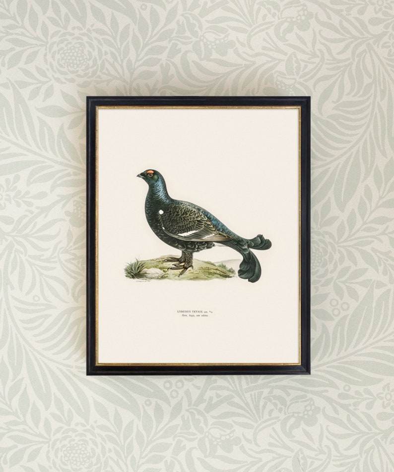 May include: A vintage illustration of a black grouse bird with a white stripe on its chest, perched on a rock with green grass. The illustration is framed in black with a gold trim. The text below the bird reads "Lyurus Tetrix, m."